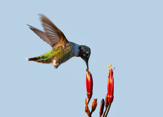 Hummingbird, seen drinking nectar from a flower in North California
