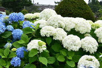 青と白のアジサイ