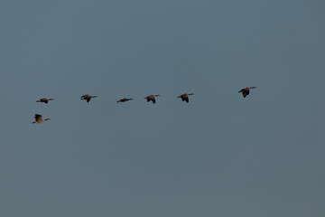 Canada geese flying in formation, seen in the wild near the San Francisco Bay