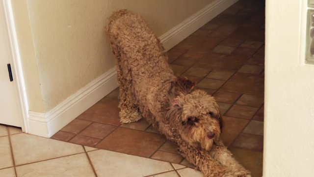 Australian Poodle stretching and wagging its tail.