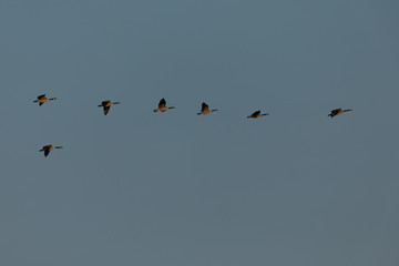 Canada geese flying in formation, seen in the wild near the San Francisco Bay
