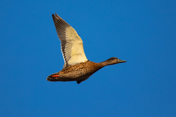 wild duck flying in beautiful light 