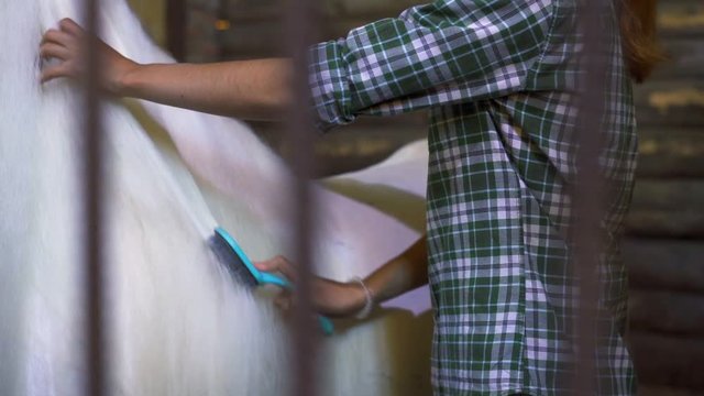 Young Attractive Woman Brushing Her Horse in the Stable