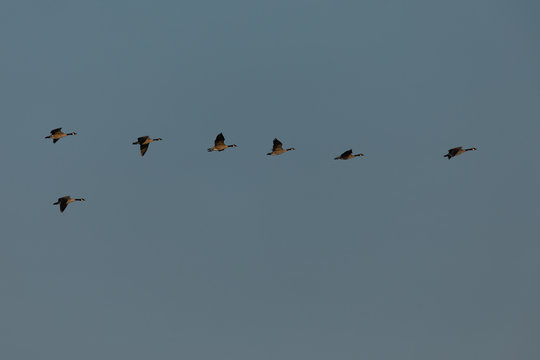 Canada geese flying in formation, seen in the wild near the San Francisco Bay