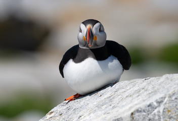 Atlantic Puffin