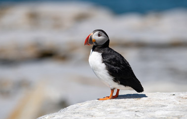 Atlantic Puffin
