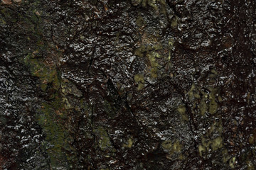 Bark texture of tree with oily