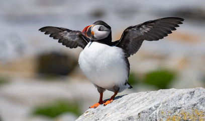 Atlantic Puffin