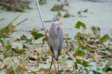 Heron on the lookout