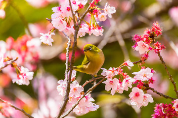 Fototapeta premium Japanese White-eye.The back is cherry blossoms(Japanese name is Kanzakura). Located in Tokyo Prefecture Japan.