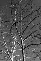 Beech Tree Grayscale