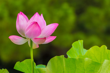 Lotus Flower.The back is the  lotus leaf and trees.Shooting location is Yokohama, Kanagawa Prefecture Japan.