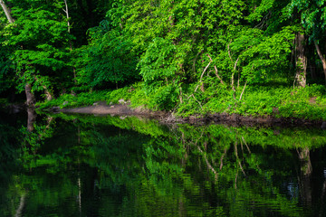Lush green forest river reflection
