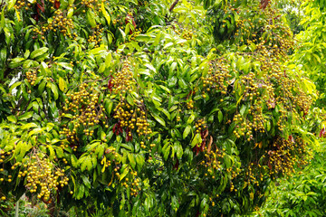 Fototapeta na wymiar longan tree fruit in the raining season