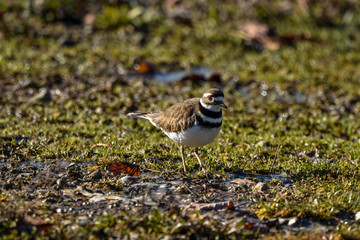 Killdeer