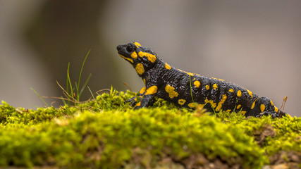 Fire salamander in forest
