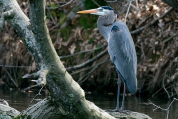 Blue Heron 