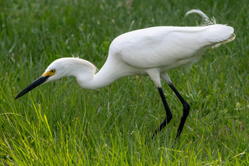 Snowy Egret Hting