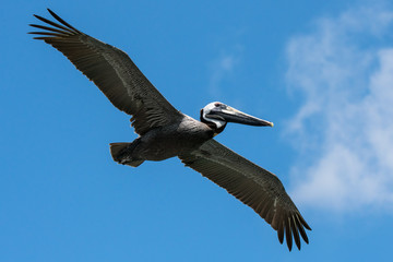 Pelican in Flight