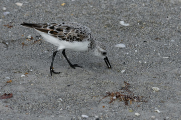 Sand Piper Sifting