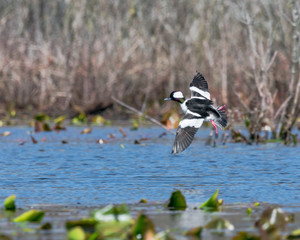 Bufflehead Landing