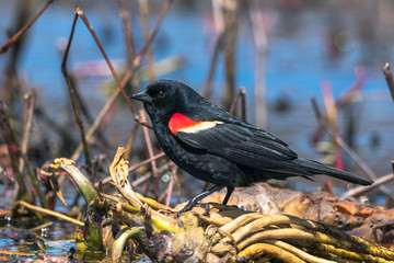 Red Wing Black Bird