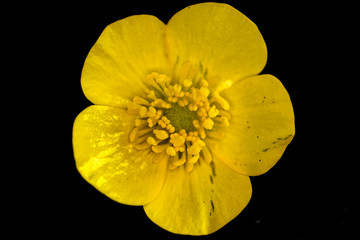 Swamp Buttercup