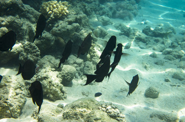 Fototapeta premium A flock of dark fish surgeons in corals