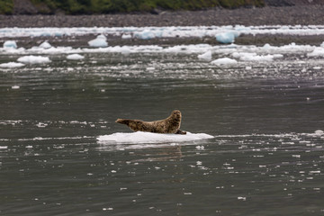 Seal on Ice in Alaska on Ocean