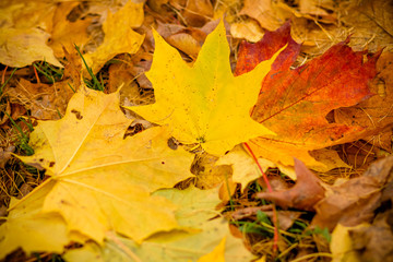 Fall leaves background.Background of colored wet autumnal maple leaves in a park.autumn orange leaves. Outdoor.Colorful autumn leaves laying on ground. View from above.