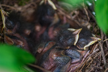 Cat Bird Nest