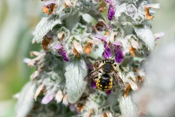 Bee on Lamb's Ear