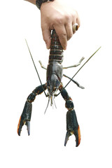 Crayfish, Crawfish, Freshwater lobster