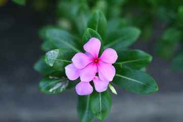 Watercress,Catharanthus roseus G. Don