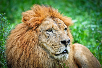 Lion resting on grass