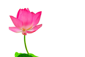 Closeup of bright pink lotus petals on a white background and copy space
