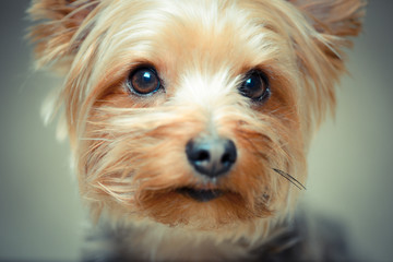 Portrait of a yorkshire terrier