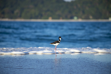 Bird Stilt looking for food on Campeche beach Florianópolis