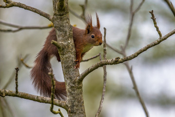Climbing red squirrel