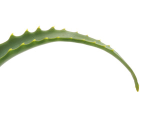 Leaf of aloe.
