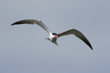 Caspian tern (Hydroprogne caspia)