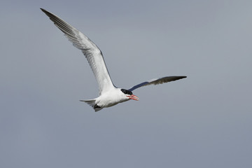 Caspian tern (Hydroprogne caspia)