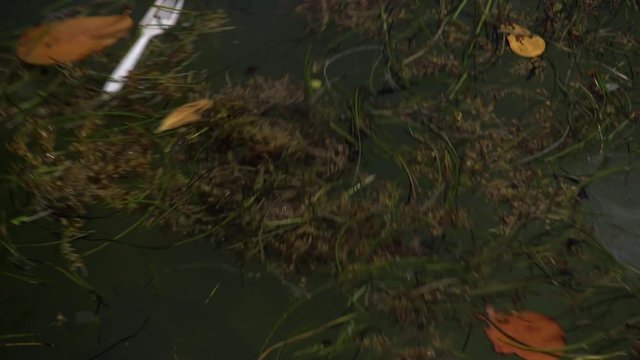 Garbage floating on water, plastic, trash