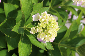 ６月に咲く紫陽花の花