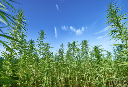 Field of medical cannabis.