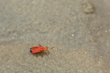 Red insect walking on a sandy beach.