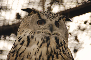Portrait of an owl