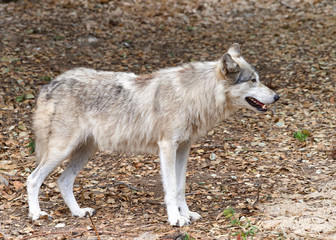 Naklejka na ściany i meble Young adult wolf standing on brown dry leaves looking to viewers right. Profile view.