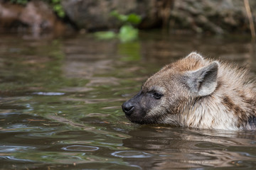 Fototapeta premium playing hyena in the water