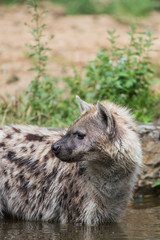 Obraz premium An hyena is looking